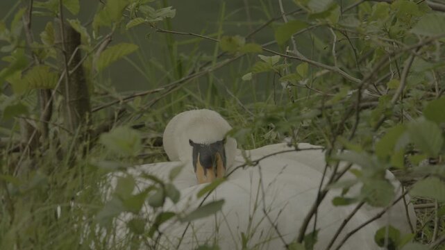 Detailed shots of a male White Swan