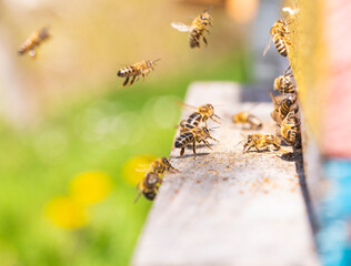 Close up of flying bees. Wooden beehive and bees.