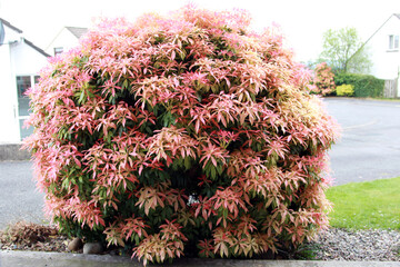Forest flame, Pieris Japonica shrub, young foliage, pink in colour, springtime