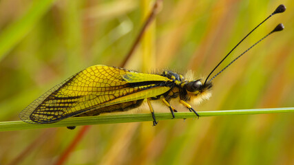 dragonfly macro