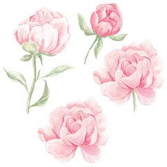 Watercolor Peonies, Png clipart, Peony flowers clipart, Romantic, Spring floral clipart, Wedding invite card, Blush Peony, Pink