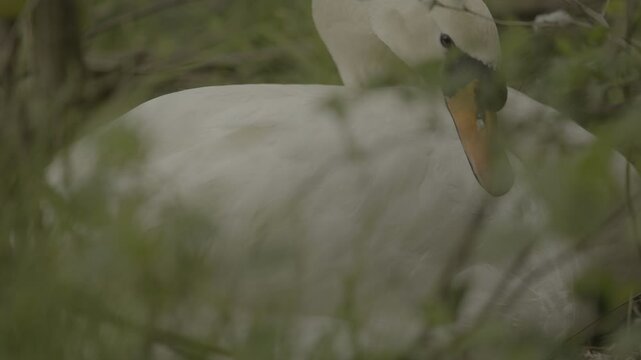 Detailed shots of a male White Swan