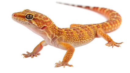 Fototapeta premium lizard on white background