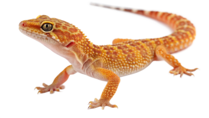 lizard on white background