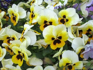 クリーム色のパンジーの花のアップ