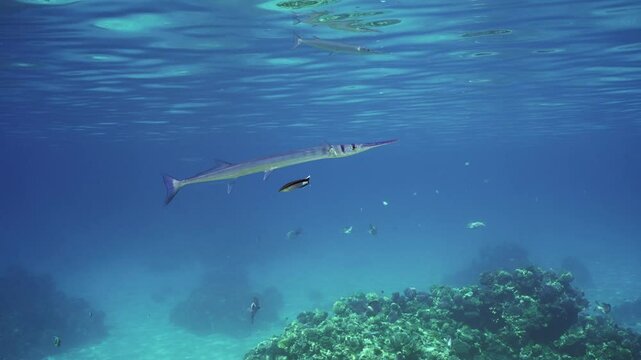 Close up of Sea Needle or Garfish swims under surface of blue water over coral reef, cleaner fish clean it from parasites at cleaning station in sun rays, slow motion