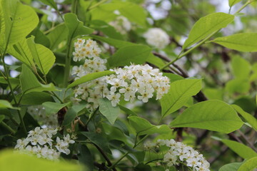 white flowers