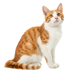 Fototapeta premium maine coon cat isolated on transparent background