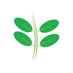 moringa leaves icon vector illustration template design