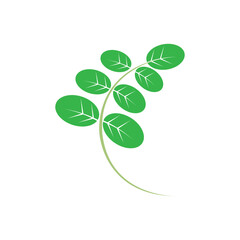 moringa leaves icon vector illustration template design