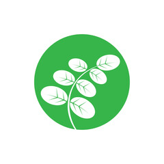 moringa leaves icon vector illustration template design