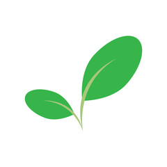 moringa leaves icon vector illustration template design