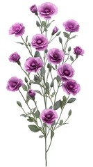 Obraz premium Delicate lavender blossoms on slender stems, lush foliage
