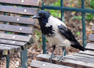 Hooded crow (Corvus cornix) standing on a wooden bench in a park. The bird with black and grey plumage looks alert. Natural outdoor background with soft light.
