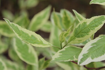 close up of green leaveы