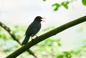 Common blackbird singing in the morning (Turdus merula). 