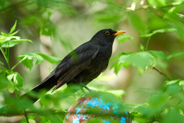 Common blackbird singing in the morning (Turdus merula). 