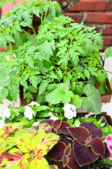 Tomato Plants and Flowers