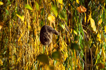 A nest of a weaver bird on willow branches in autumn, surrounded by golden leaves.
