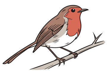 robin isolated on white background