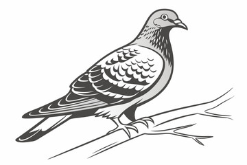 dove isolated on white