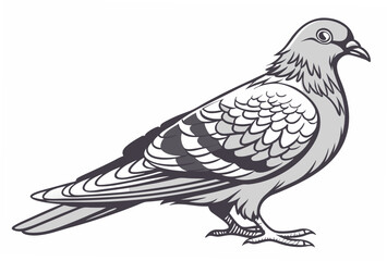 dove isolated on white