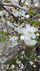 Blooming white flowers in a garden, spring day, sunlight and soft bokeh.