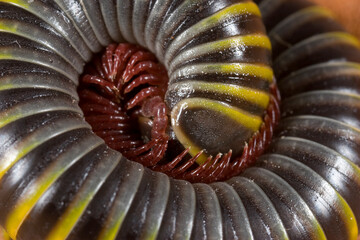 Millipede in defensive coil