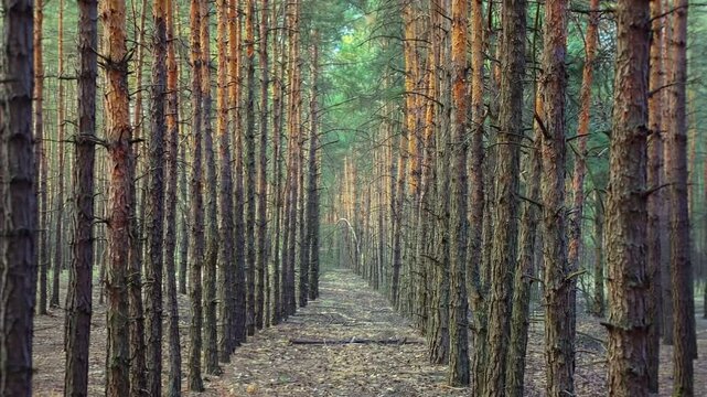 zoom out linear perspective of artificially planted pine trees