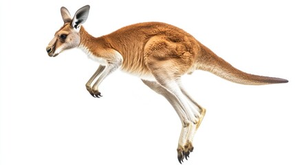 Fototapeta premium Red Kangaroo leaping, white background, Australian wildlife