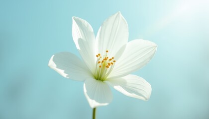 White Flower Against Blue Sky