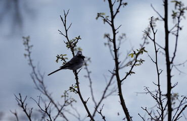 Wagtail