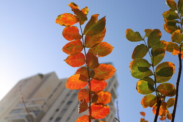 Colourful leaves on trees in a city park