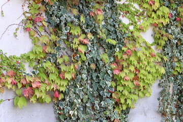 Colourful leaves on trees in a city park