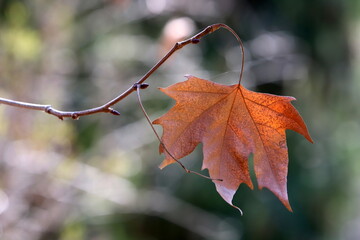Colourful leaves on trees in a city park