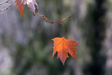 Colourful leaves on trees in a city park