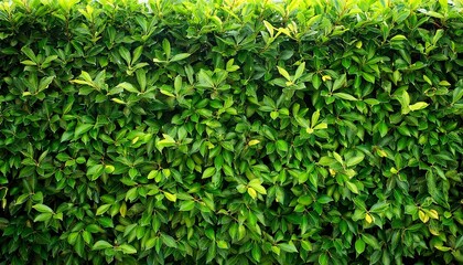 Obraz premium green leaf hedge wall for background panorame