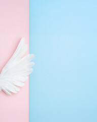 Angel feathers on empty blue and pink background for text message.
