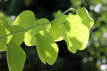 Colourful leaves on trees in a city park