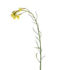 Yellow wildflower, isolated on white, clipping path	