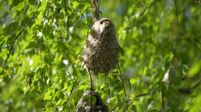 Eurasian Penduline Tit Constructing Intricate Nest