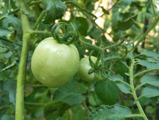 Fresh green tomatoes on a vine in outdoor garden 