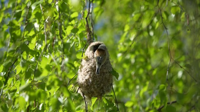 Eurasian Penduline Tit Constructing Nest Among Reeds on a Bright Early Morning