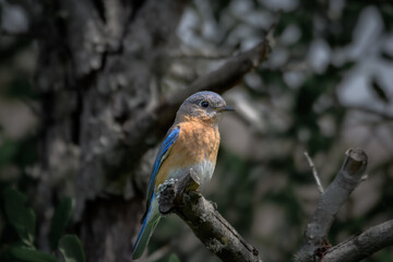 Eastern Bluebird perched on a branch