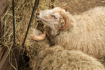 Two sheep with horns eating hay in an enclosure.