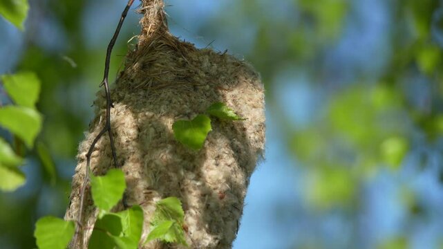 Eurasian Penduline Tit Busy Nesting at Lubans Wetlands During Golden Dawn