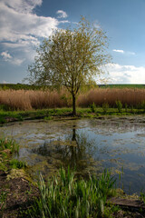 An artificial reservoir in the countryside. Spring flooding of the river bed. A lonely tree in all its glory.Marshy area.