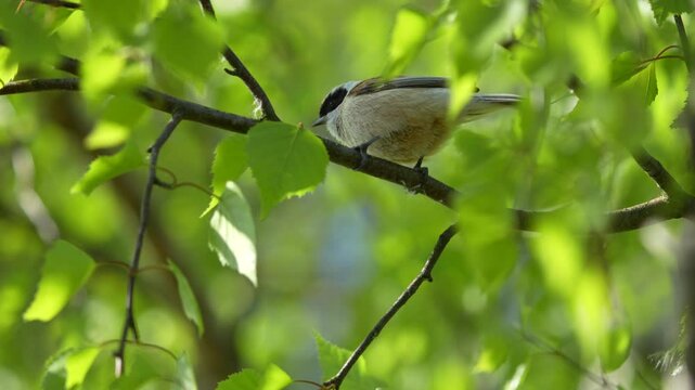 Eurasian Penduline Tit in Natural Habitat Close-Up