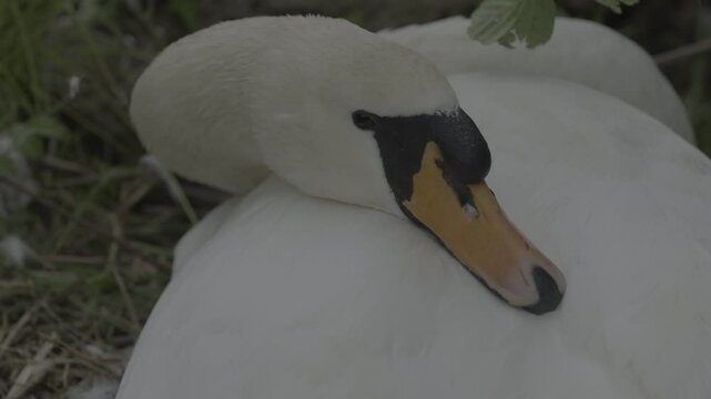 Detailed shots of a male White Swan