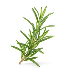Fototapeta premium Rosemary sprig close up studio shot isolated on white background